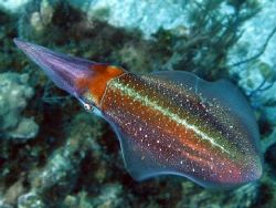 Squid taken in the Cayman Islands. by Ryan Frimel 